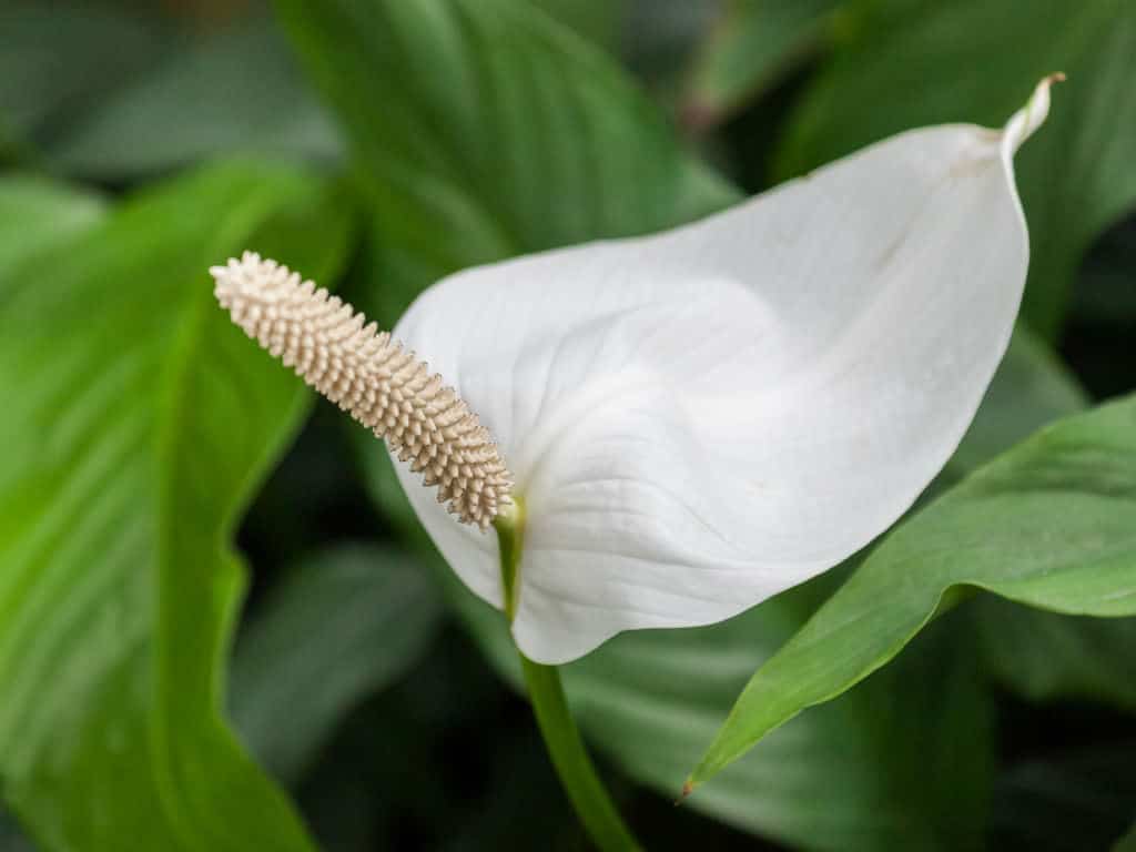 Spathiphyllum home: jak właściwie dbać o roślinę